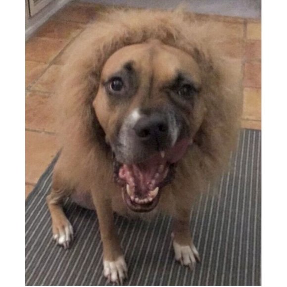 Lion Mane Halloween Dog Costume Adjustable Large Thick Fur Needs Fluffed - Picture 1 of 5